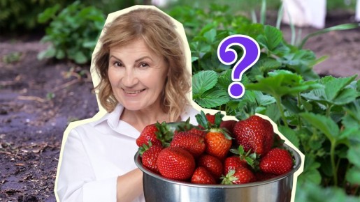 Сделайте это с клубникой после сбора урожая: на следующий год ягод будет еще больше