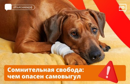 Самовыгул — частая причина гибели домашних животных