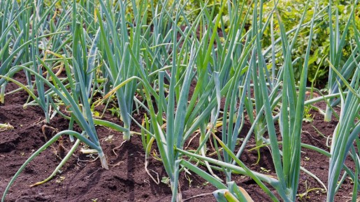 Лук вырастет с кулак: избегайте трех непростительных ошибок при посадке