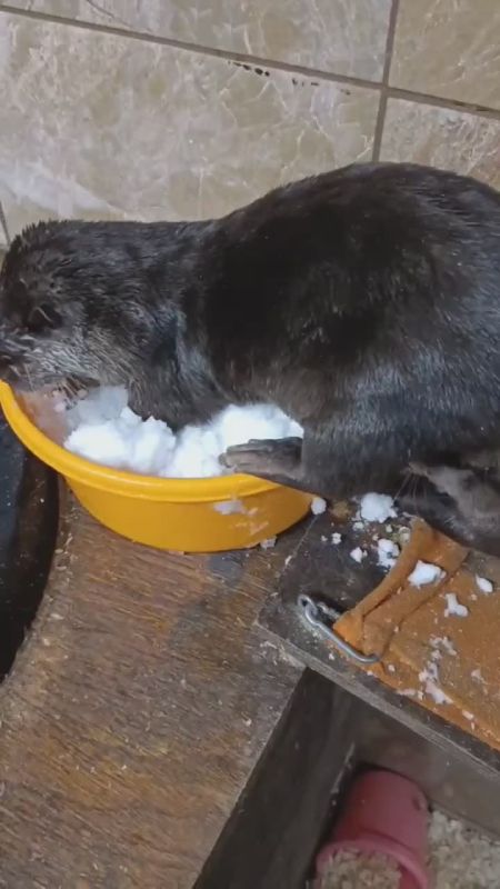 Сегодня доброе утро вам желают выдры