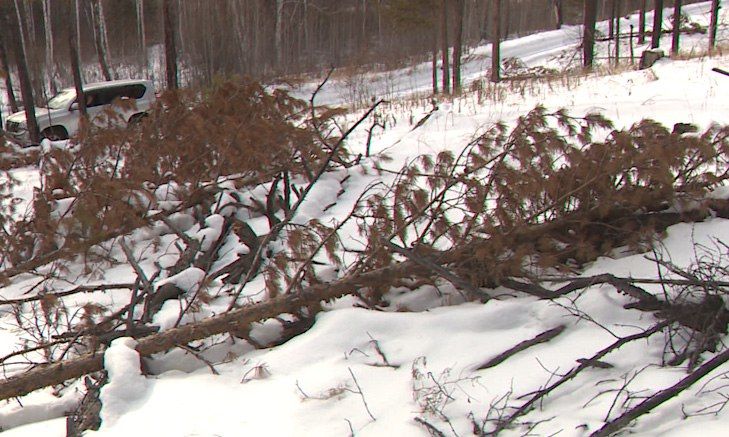 В Забайкалье выявили 22 случая незаконной рубки леса