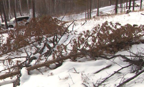 В Забайкалье выявили 22 случая незаконной рубки леса
