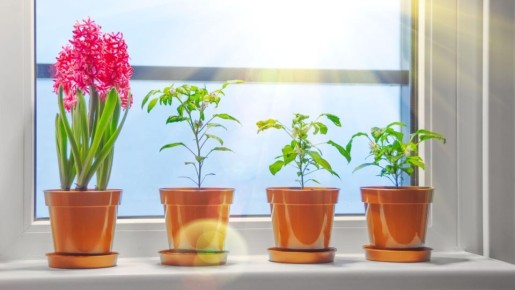 Растения сплошь покроются бутонами: все комнатные цветы обожают эту процедуру