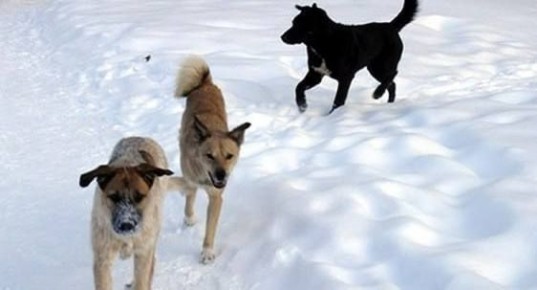 Отловлено девять безнадзорных собак