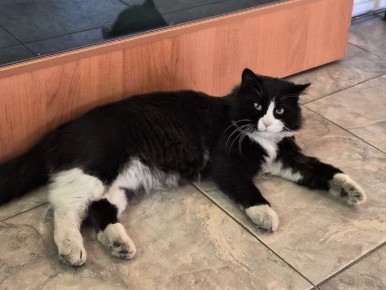 Кот Михаил заступил на пост сотрудника краеведческого музея в Нерчинске