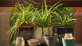 Даже взгрустнувший хлорофитум зацветет буйным цветом: спасет растение этот плод