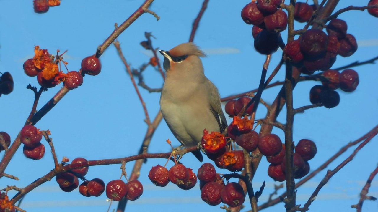 Доброе утро, Забайкалье! Сегодня – среда, 19 ноября Доброе утро, Забайкалье! Сегодня – среда, 19 ноября