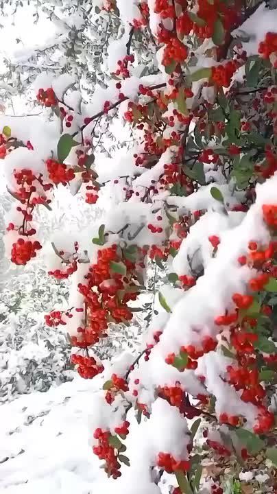 Доброе утро, дорогие подписчики! Со средой вас! Сменяется снегом пора золотая, и дни ноября потихонечку тают…Совсем скоро осень уступит свой трон сестрице-зиме