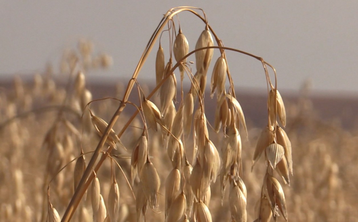 Субсидии на развитие семейных ферм получат пять аграриев Забайкалья