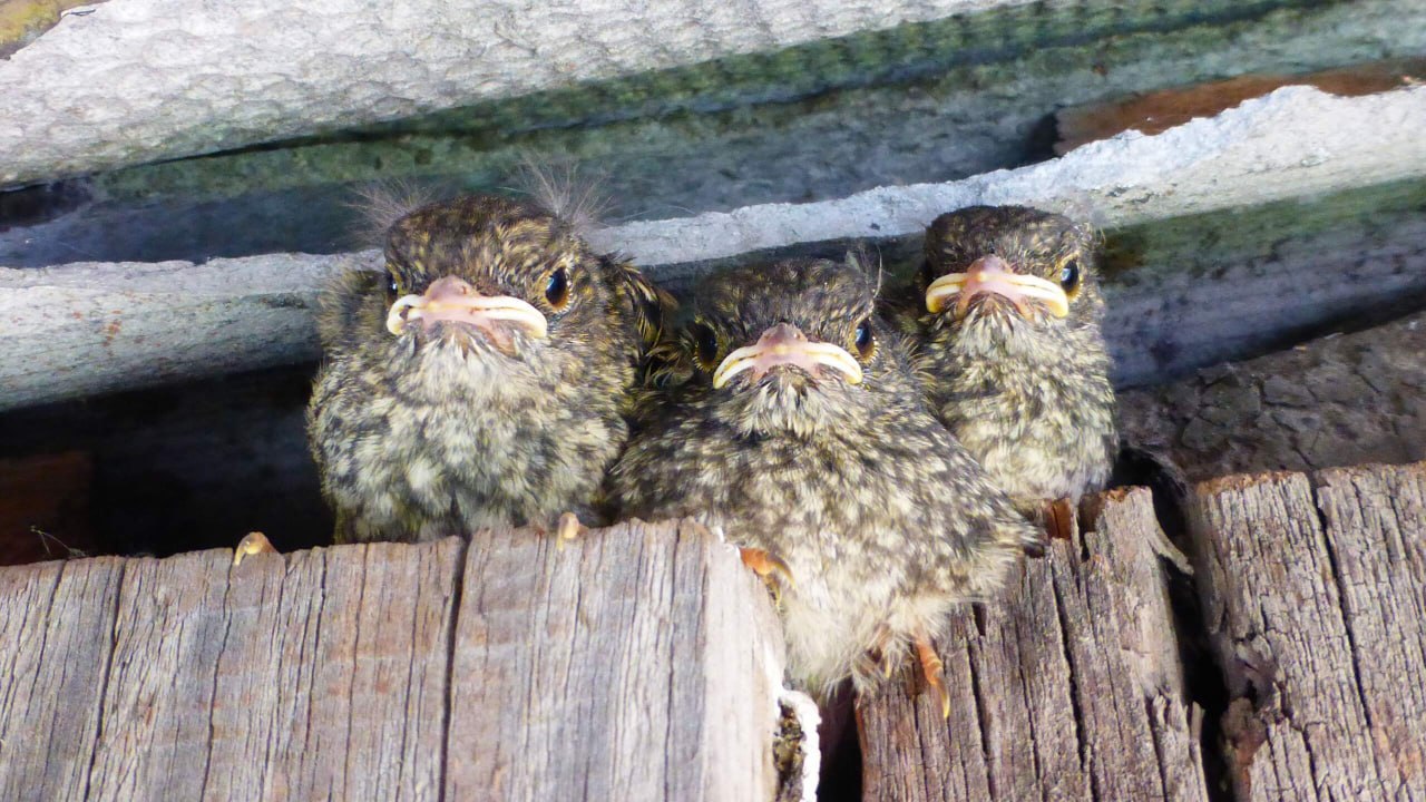 Доброе утро, Забайкалье! Сегодня – среда, 19 ноября Доброе утро, Забайкалье! Сегодня – среда, 19 ноября