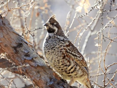 Доброе утро, забайкальцы и гости региона! Сегодня четверг — 20 ноября