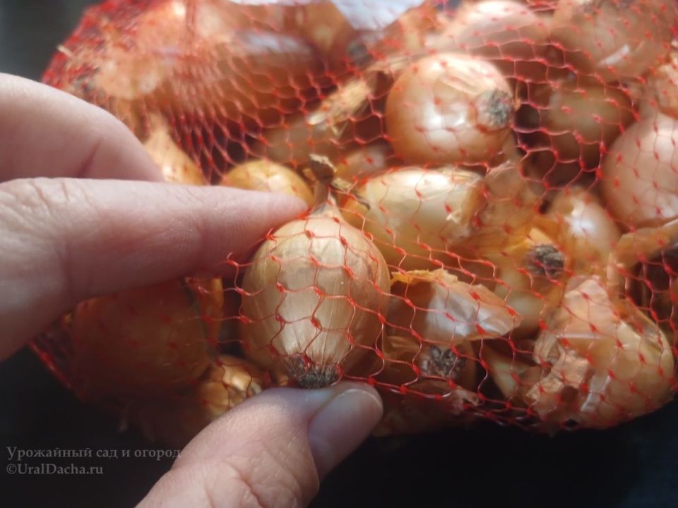 Секреты успешной зимней посадки лука: как добиться крепкого урожая