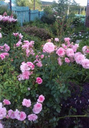 Уголок природы: почему благодатный участок радует своими урожаями