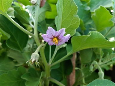 Как правильно формировать баклажаны для богатого урожая