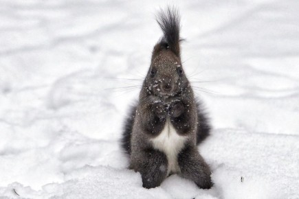  !.            @zabrtk |   MAX