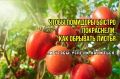 Секреты ускорения созревания томатов в теплице: три основных правила