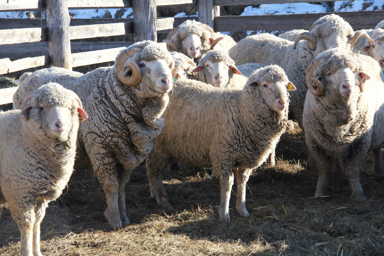 В Забайкалье определены победители грантов на развитие семейных ферм