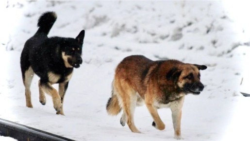 Отловлено 14 безнадзорных собак