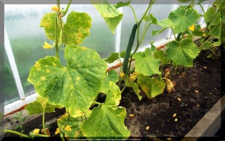 Ошибки огородников: Какие факторы мешают огурцам плодоносить?