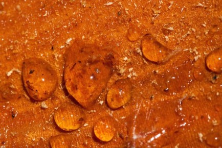 4 фишки с сосновой смолой: где может оказаться нужной