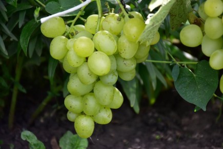 Как заботиться о винограде в августе: секреты быстрого созревания и крепкой лозы