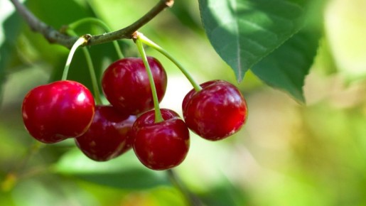 Как весенние удобрения могут спасти ваш сад: проверенный способ для вишни