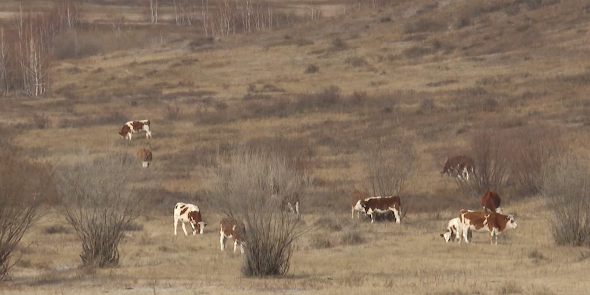 «Агростартап» позволил начать фермерский бизнес ветерану СВО в Забайкалье