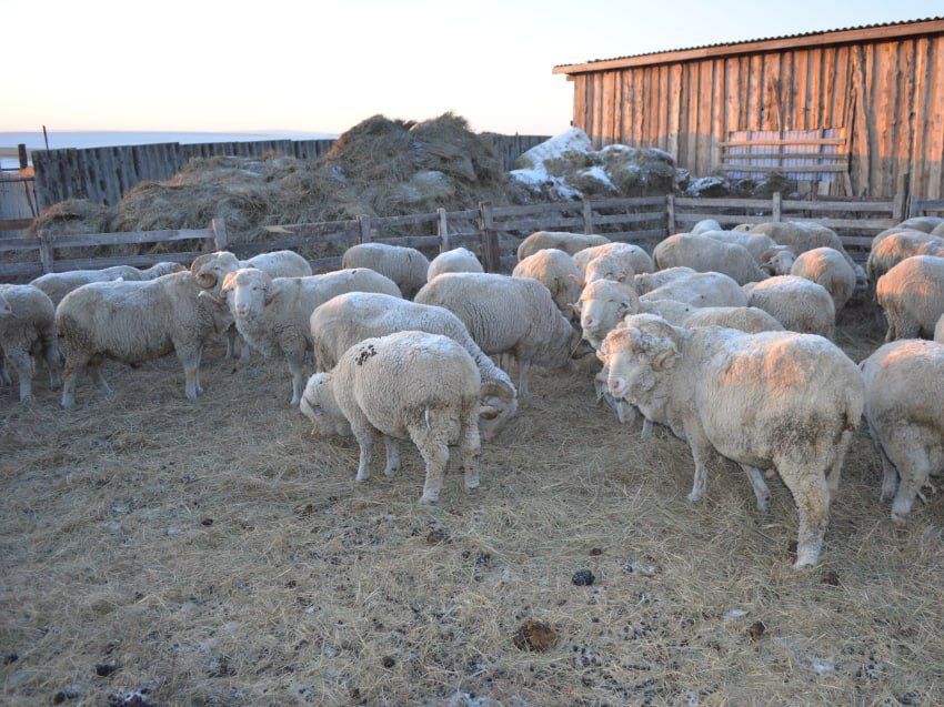 Забайкалью дополнительно выделили 10 миллионов рублей на предоставление гранта «Агростартап»