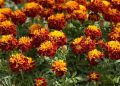 Что делать с бархатцами после цветения: советы для садоводов