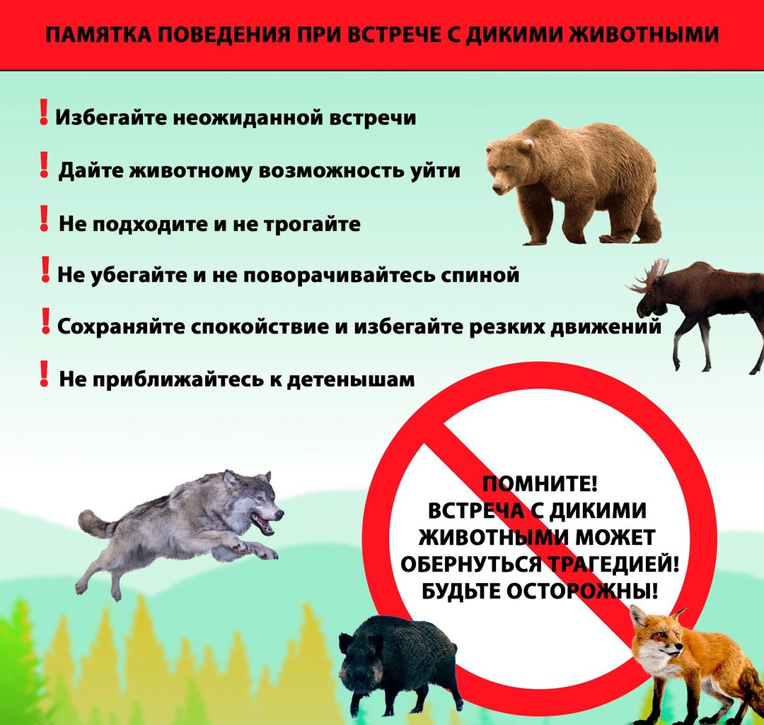 Правила поведения при встрече с дикими хищными животными