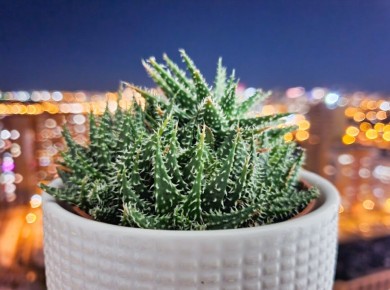 Печальный урок любви к растениям