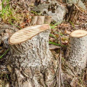 Как избавиться от пня с помощью соли: полезное руководство