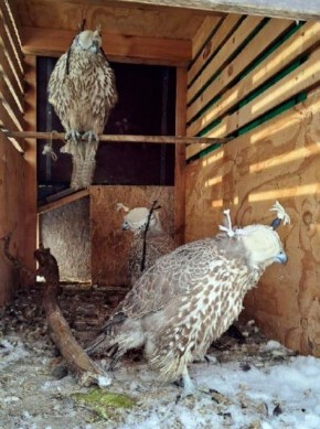               33-     61-  ,    ...