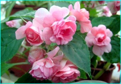 Махровый бальзамин: как создать тропический рай у себя дома