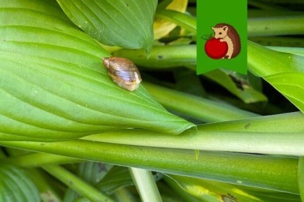 Слизни и улитки: Вечная битва в огороде