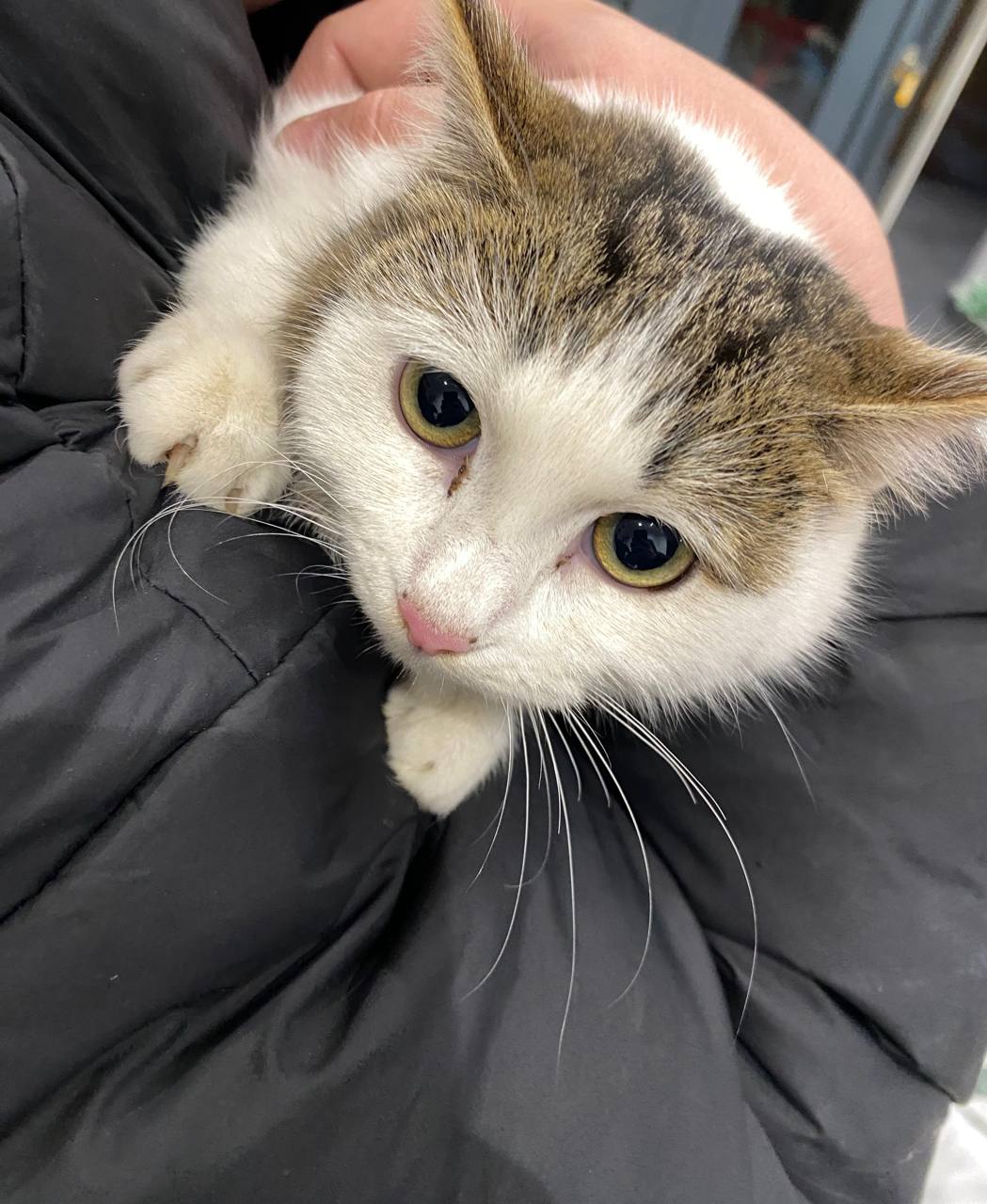 Операция по спасению. Наш смм-специалист вчера вечером вышла на улицу и услышала, что где-то громко кричит кошка Операция по спасению. Наш смм-специалист вчера вечером вышла на улицу и услышала, что где-то громко кричит кошка