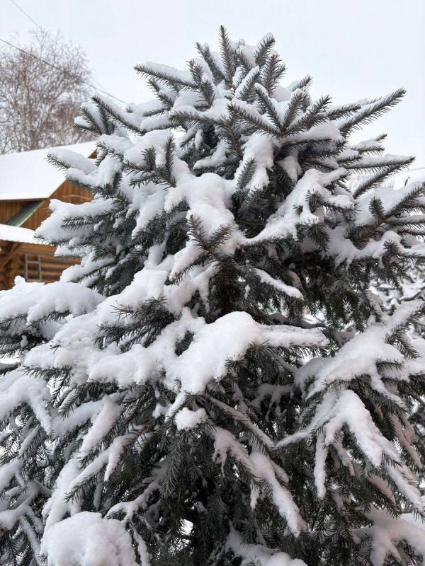 ������ ����, �����������! �������, 9 �������