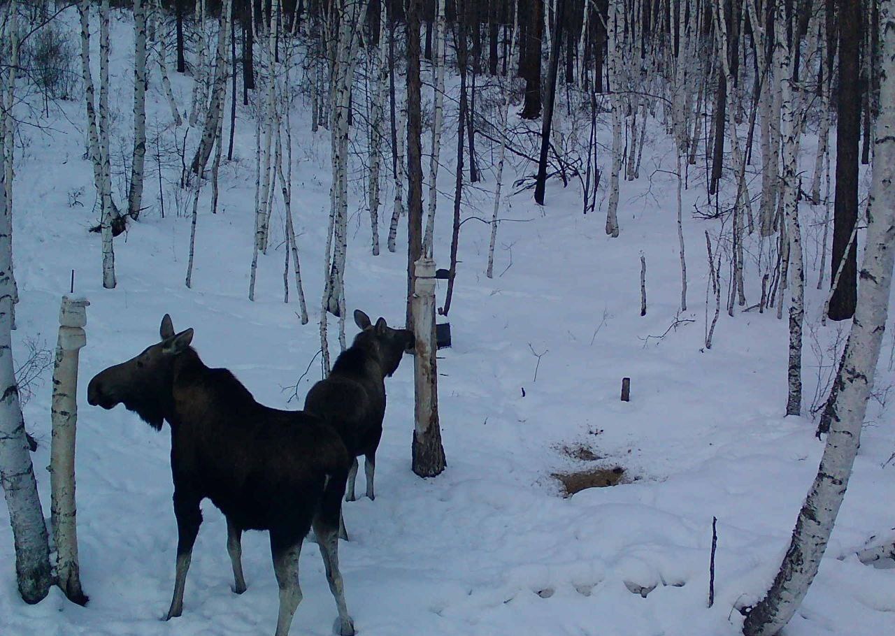 Ох, какие. На этот раз в фотоловушки попали лоси