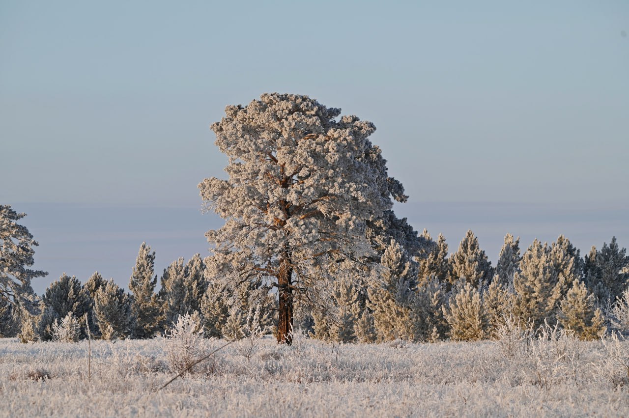 Доброе утро, забайкальцы и гости региона! Сегодня 11 декабря — четверг Доброе утро, забайкальцы и гости региона! Сегодня 11 декабря — четверг