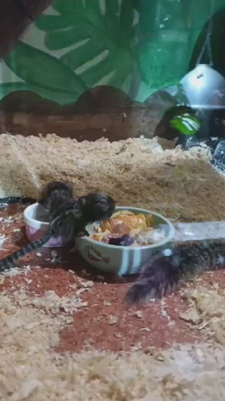 ������ ���� ��� ������� ������ �������� �������