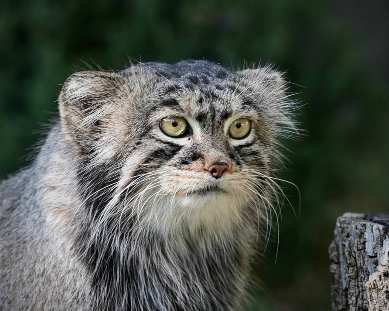 Слово «зажировка» вошло в словарь на портале «Грамота.ру» Слово «зажировка» вошло в словарь на портале «Грамота.ру»