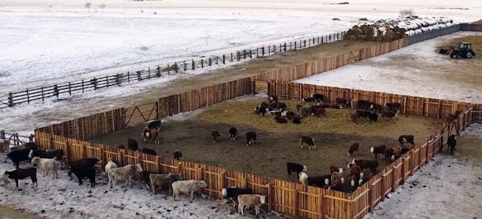 Зимовка сельскохозяйственных животных в Забайкальском крае проходит в штатном режиме