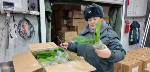 Как Россельхознадзор проверяет цветы, привезенные из КНР в Россию