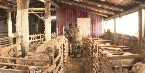 Случная кампания проходит в овцеводческих хозяйствах Забайкалья