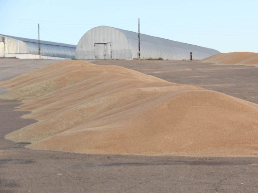 Четыре новых сорта зерновых культур помогли аграриям Забайкалья увеличить урожайность