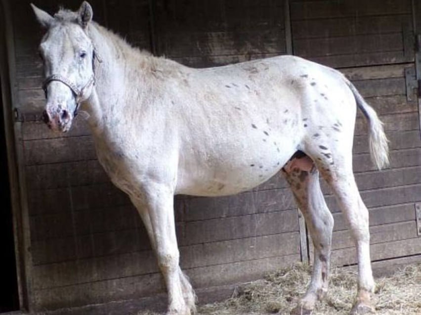 Жеребец забайкальской породы получил высокую оценку специалистов племенного дела в Германии