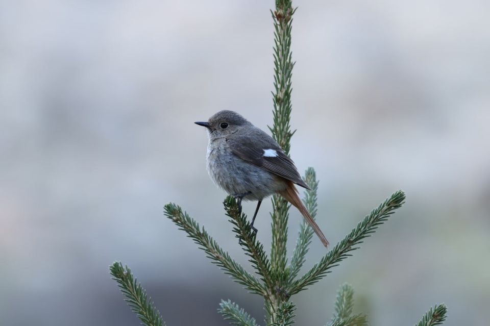 ������ ����, ����������� � ����� �������! ������� 17 ������� � �����