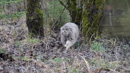 Доброе утро сегодня вам желает манул Бабник из Московского зоопарка