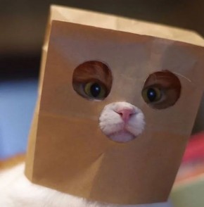 Что в упаковке?. В полицию Читы поступило сообщение о краже нового пуховика стоимостью 11 тысяч рублей из пункта выдачи заказов