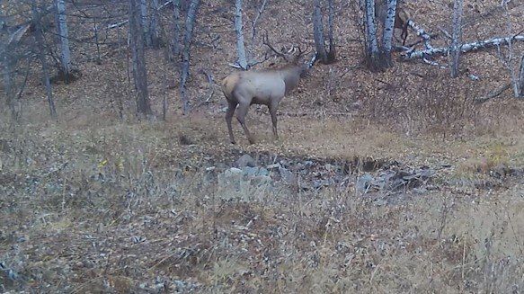 Для нужд коренных малочисленных народов Севера администрация Тунгиро-Олёкминского округа планирует закупить фотоловушки